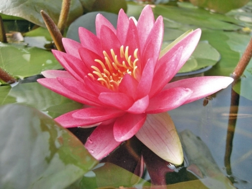 Nymphaea Attraction  rote Seerose